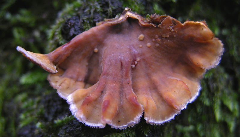In bosco di Quercus cerris(7). (Stereum gausapatum)